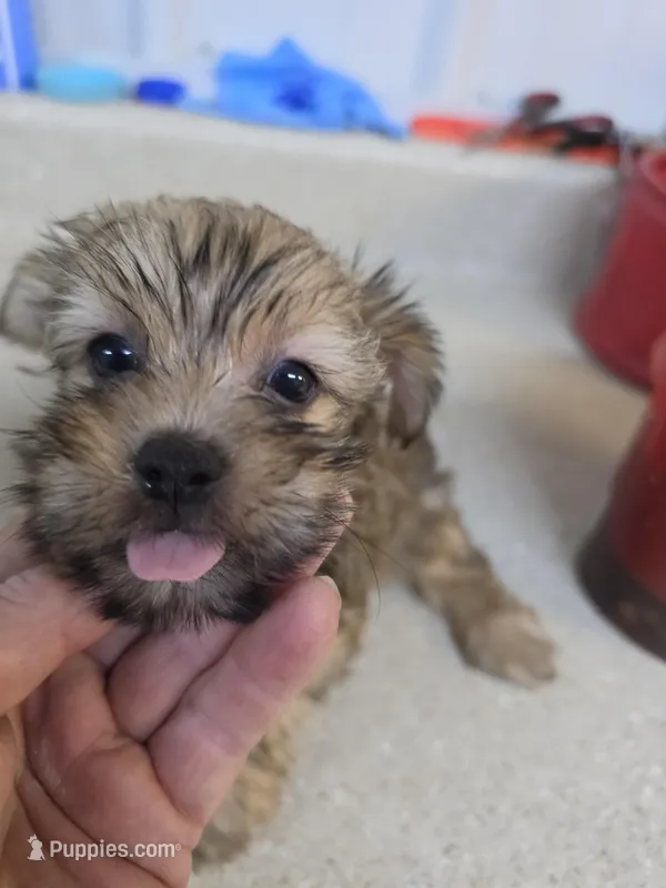 Barbie, a female Yorkshire Terrier for sale in Washington, PA – Photo 1 of 3