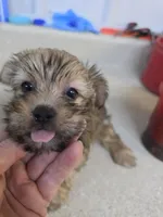 Barbie, a female Yorkshire Terrier for sale in Washington, PA – Photo 1 of 3