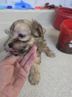 Barbie, a female Yorkshire Terrier for sale in Washington, PA – Photo 3 of 3