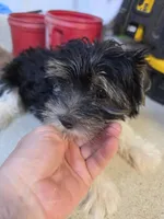 Party boy, a male Yorkshire Terrier for sale in Washington, PA – Photo 2 of 3