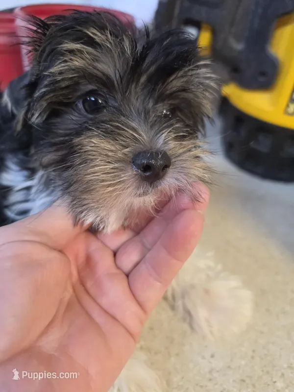 Party boy – Yorkshire Terrier puppy for sale in Washington, PA