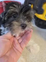 Party boy, a male Yorkshire Terrier for sale in Washington, PA – Photo 1 of 3