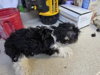 Party boy, a male Yorkshire Terrier for sale in Washington, PA – Photo 3 of 3