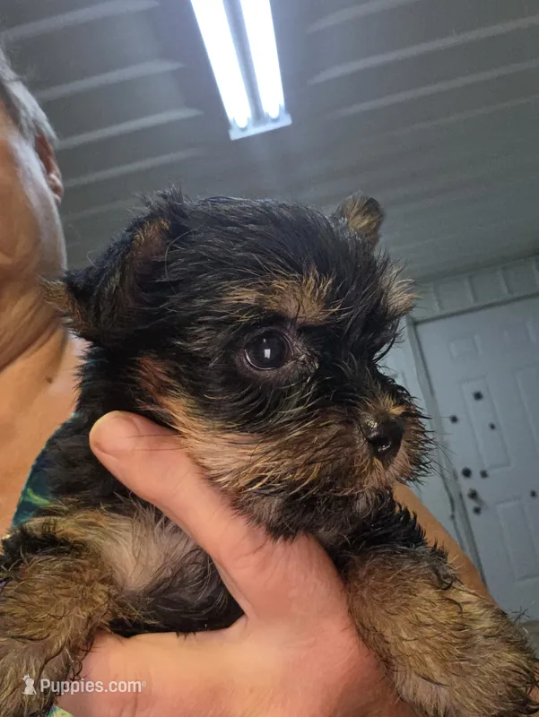 Baby Boy – Yorkshire Terrier puppy for sale in Washington, PA