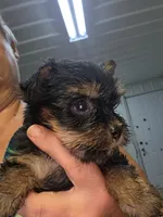 Baby Boy, a male Yorkshire Terrier for sale in Washington, PA – 1 of 2