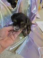 Coco, a female Yorkshire Terrier for sale in Washington, PA – Photo 2 of 2