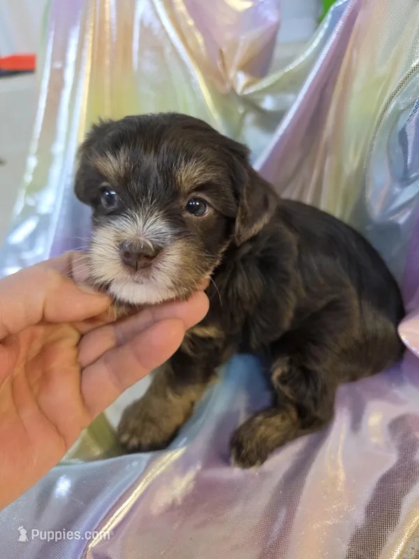 Coco – Yorkshire Terrier puppy for sale in Washington, PA