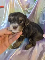 Coco, a female Yorkshire Terrier for sale in Washington, PA – Photo 1 of 2