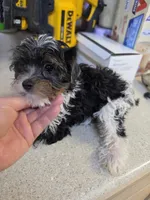 Tri baby, a male Yorkshire Terrier for sale in Washington, PA – Photo 2 of 2