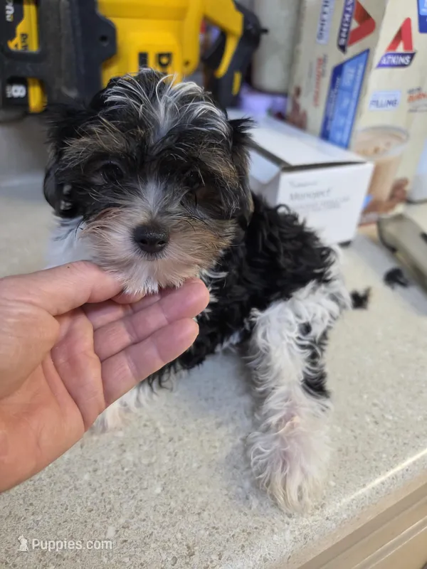 Tri baby – Yorkshire Terrier puppy for sale in Washington, PA