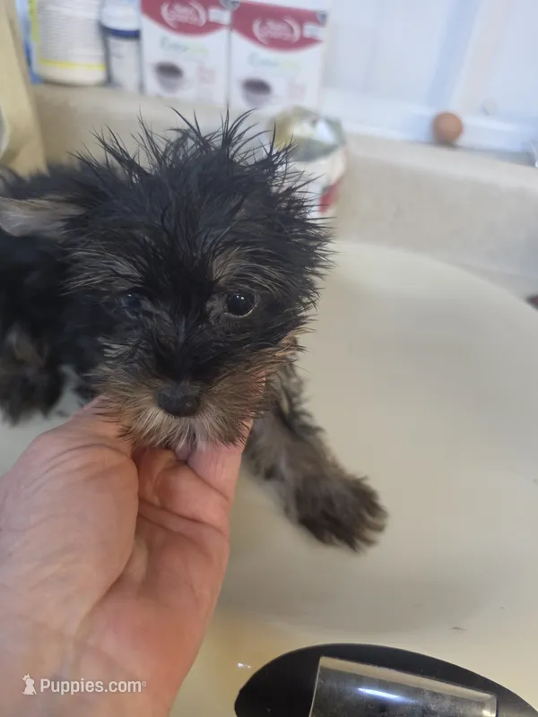 Mallory – Yorkshire Terrier puppy for sale in Washington, PA