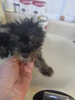 Mallory, a female Yorkshire Terrier for sale in Washington, PA – 1 of 1