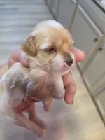 Bella, a female Yorkshire Terrier for sale in Washington, PA – 2 of 2