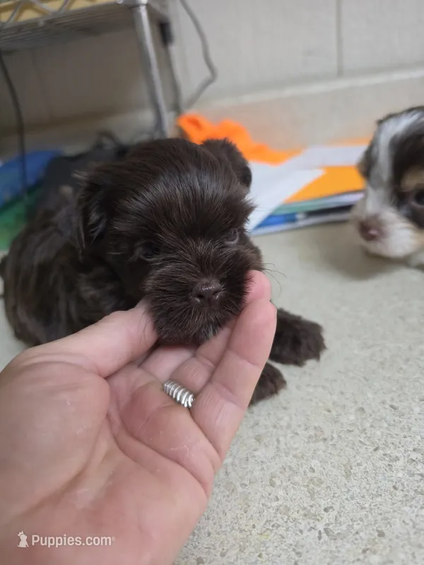 Sassy's Baby – Yorkshire Terrier puppy for sale in Washington, PA