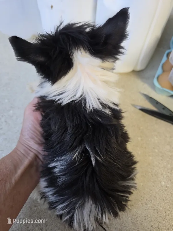 Tiny – Yorkshire Terrier puppy for sale in Washington, PA