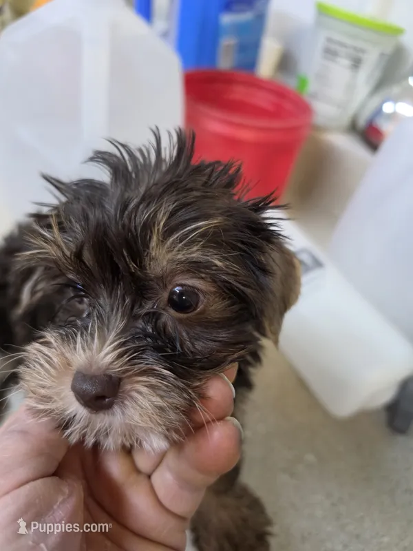 Mandy – Yorkshire Terrier puppy for sale in Washington, PA