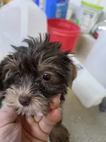 Mandy, a female Yorkshire Terrier for sale in Washington, PA – 1 of 2