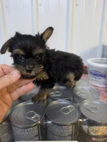 Baby Boy, a male Yorkshire Terrier for sale in Washington, PA – 2 of 2