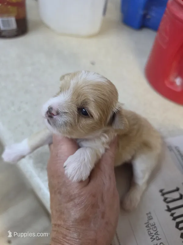 Bella – Yorkshire Terrier puppy for sale in Washington, PA