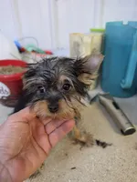 Billy bob, a male Yorkshire Terrier for sale in Washington, PA – Photo 2 of 2