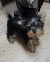 Billy bob, a male Yorkshire Terrier for sale in Washington, PA – Photo 1 of 2