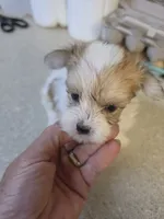 Sparky, a male Morkie for sale in Washington, PA – 3 of 3