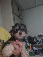 Big Head, a male Yorkshire Terrier for sale in Washington, PA – 3 of 3