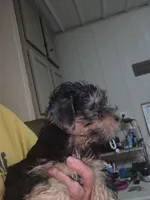 Big Head, a male Yorkshire Terrier for sale in Washington, PA – 2 of 3