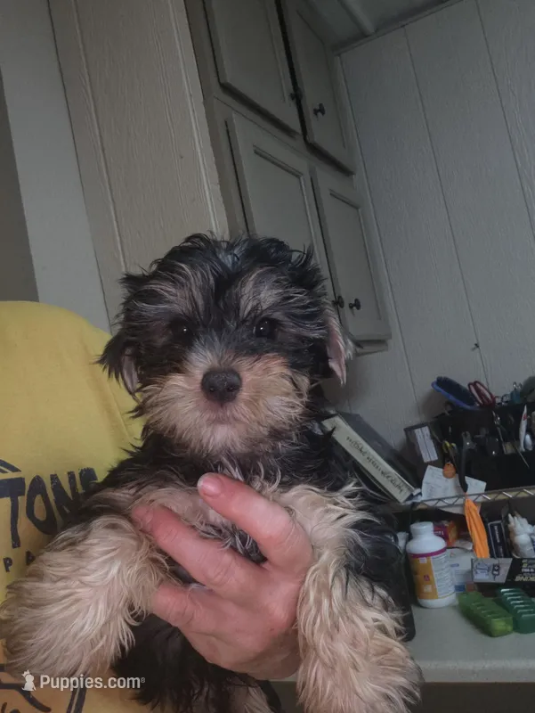 Big Head – Yorkshire Terrier puppy for sale in Washington, PA