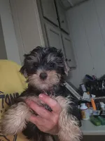 Big Head, a male Yorkshire Terrier for sale in Washington, PA – 1 of 3