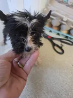 Tiny, a male Yorkshire Terrier for sale in Washington, PA – 3 of 3