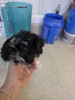 Magic, a male Yorkshire Terrier for sale in Washington, PA – 2 of 2