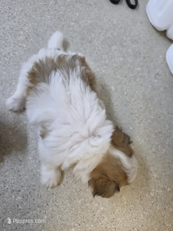 Fluffy – Morkie puppy for sale in Washington, PA