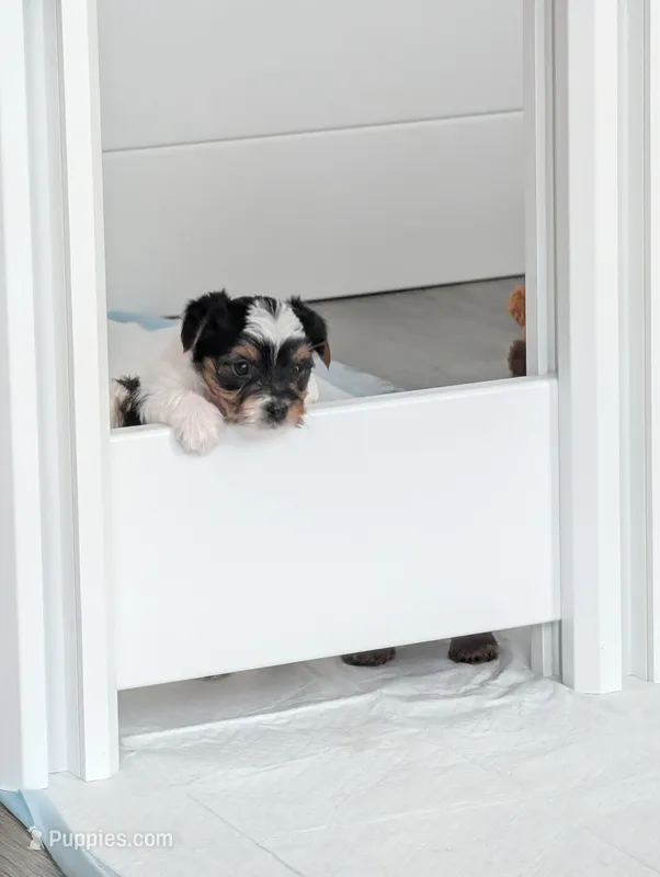 Luna – Yorkshire Terrier puppy for sale in Katy, TX