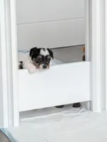 Luna, a female Yorkshire Terrier for sale in Katy, TX – Photo 1 of 3