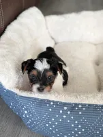 Luna, a female Yorkshire Terrier for sale in Katy, TX – Photo 3 of 3