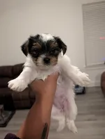 Luna, a female Yorkshire Terrier for sale in Katy, TX – Photo 2 of 3