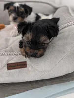 Bear, a male Yorkshire Terrier for sale in Katy, TX – Photo 2 of 4