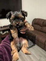 Bear, a male Yorkshire Terrier for sale in Katy, TX – Photo 4 of 4