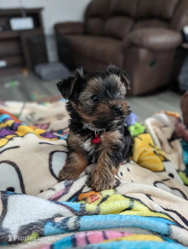 Bear – Yorkshire Terrier puppy for sale in Katy, TX