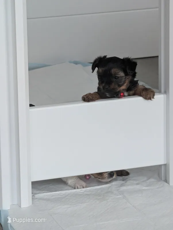 Bear – Yorkshire Terrier puppy for sale in Katy, TX