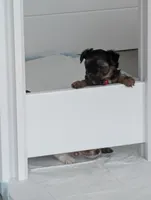 Bear, a male Yorkshire Terrier for sale in Katy, TX – Photo 1 of 4