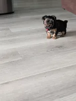 Bear, a male Yorkshire Terrier for sale in Katy, TX – Photo 3 of 4