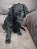 Moose, a male Golden Mountain Doodle for sale in Tucson, AZ – 1 of 1