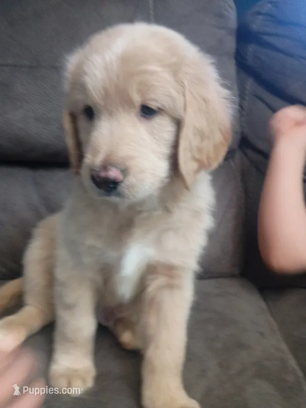 Gravy – Golden Mountain Doodle puppy for sale in Tucson, AZ
