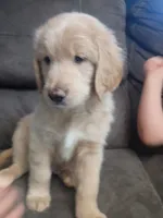 Gravy, a male Golden Mountain Doodle for sale in Tucson, AZ – 1 of 1