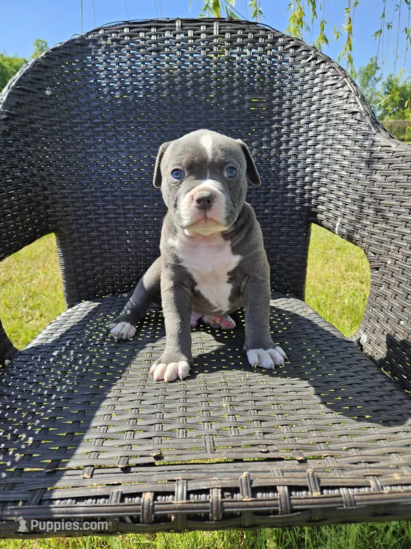 Pluto – American Bulldog, American Bully puppy for sale in Florence, SC