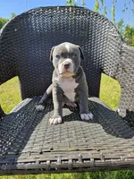 Pluto, a male American Bulldog and American Bully for sale in Florence, SC – Photo 1 of 5