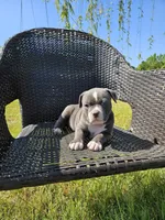 Pluto, a male American Bulldog and American Bully for sale in Florence, SC – Photo 2 of 5