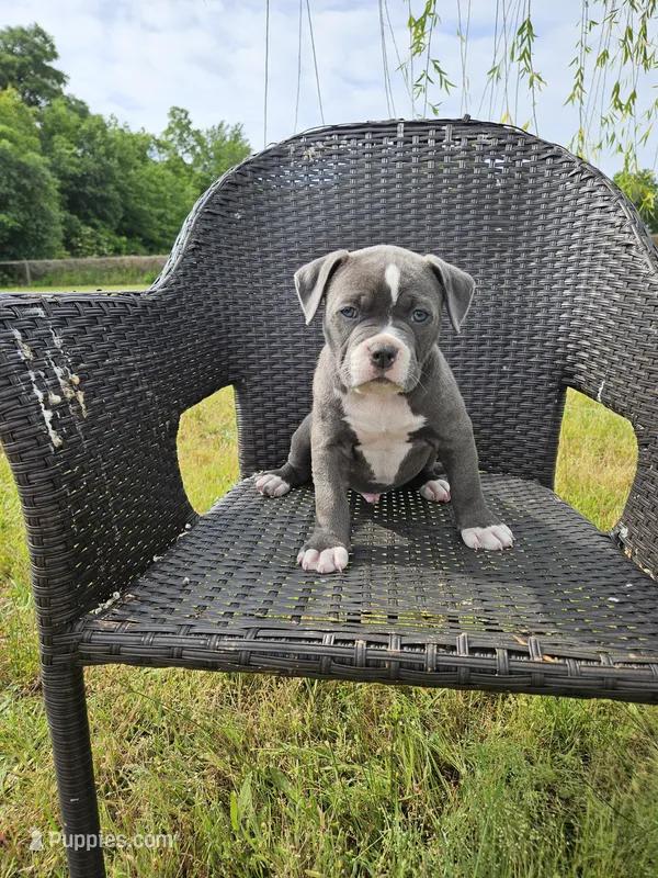 Pluto – American Bulldog, American Bully puppy for sale in Florence, SC